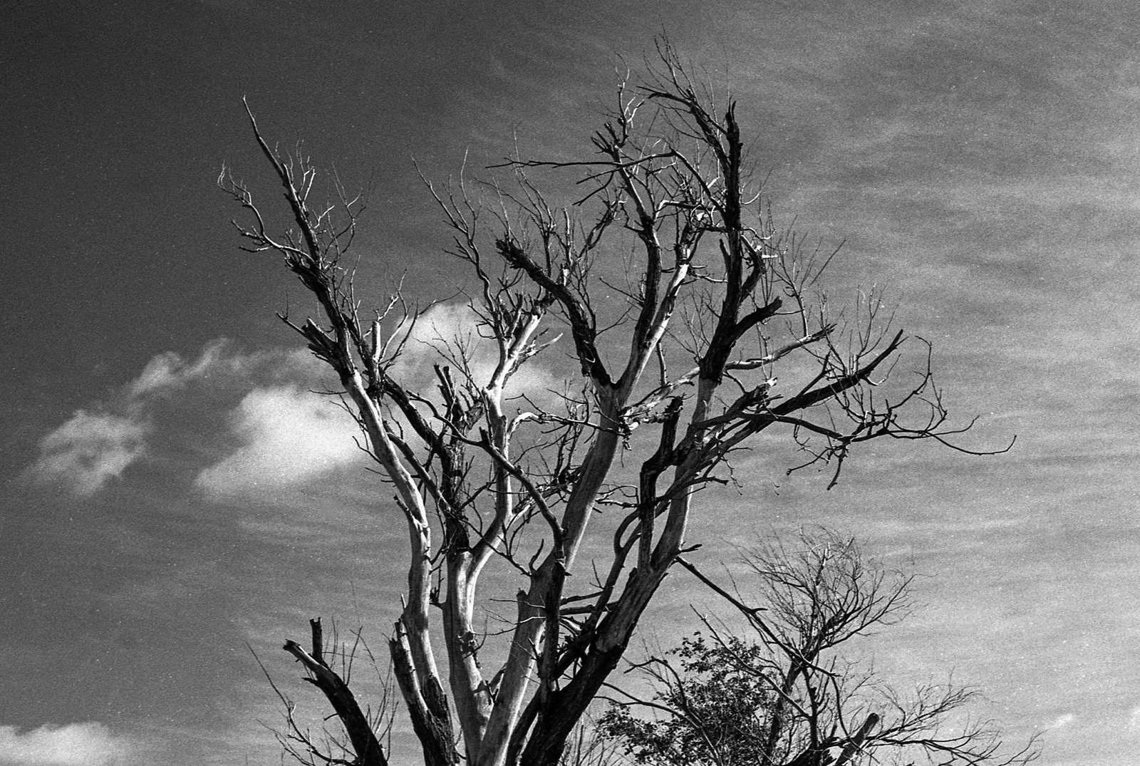 Tree outside Altus, Oklahoma